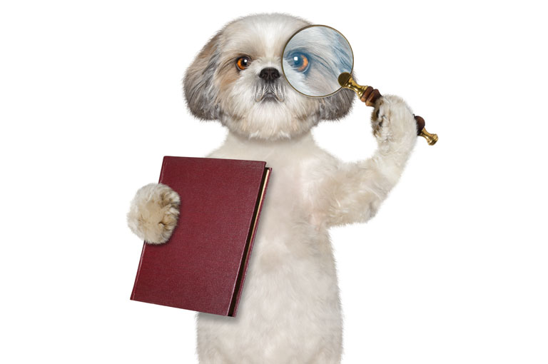Bookkeeping Audits Picture Of Dog With Magnifying Glass