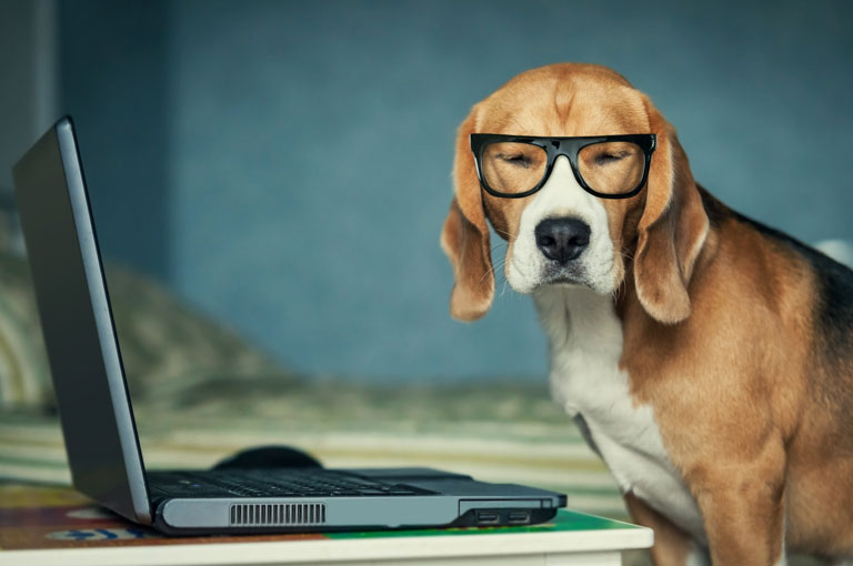 Bookkeeping Services Picture Of Tired Dog And Laptop
