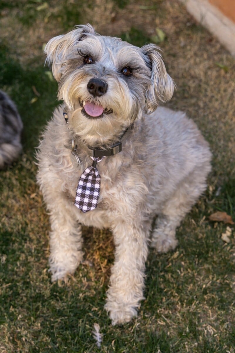 About Piper Accounting Solutions. Bubba, four-legged office member