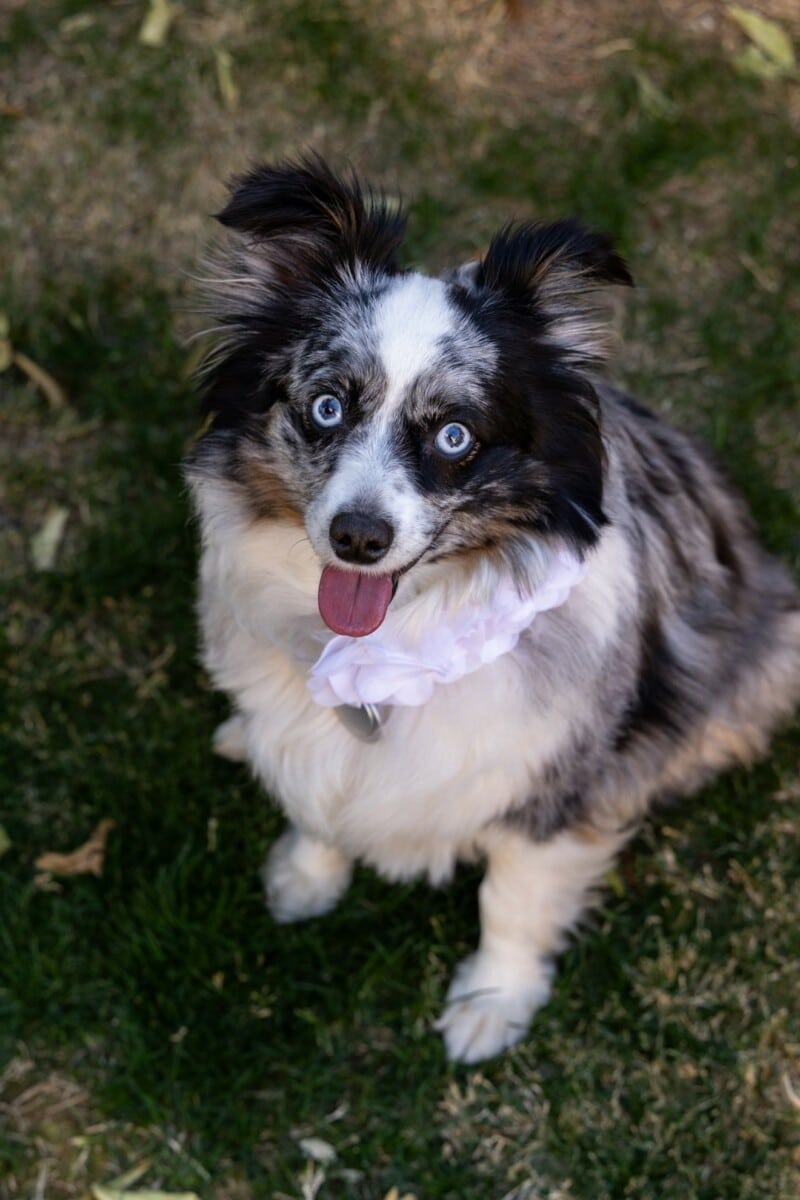 About Piper Accounting Solutions. Jack Jack, four-legged office member